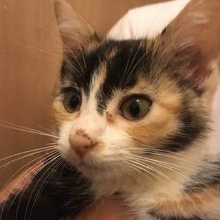 美猫三毛2、元気な生後2ヶ月