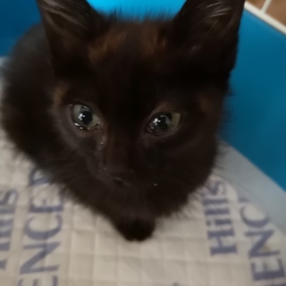 元気いっぱいのおとこの子です！