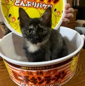 子猫ピッカ