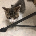 粒くん子猫