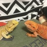 の写真
