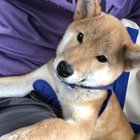 むぎ