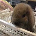 ロップイヤー、子うさぎ