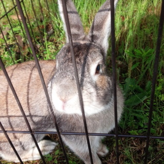 ありがとうございました。　イケメンくん　うさぎ