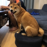 すず