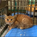 不安でいっぱい茶トラ子猫