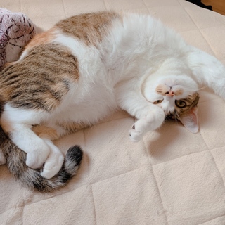 里親募集してます！