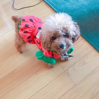 イクラちゃん