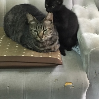 人懐っこくて面倒見のいい優しい成猫です