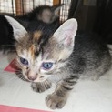 ２匹の子猫と　おしゃれな黒さび柄、穏やかママ猫