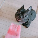 里親募集です