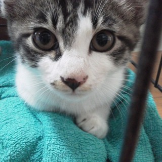 キジ白のきれいな男の子です