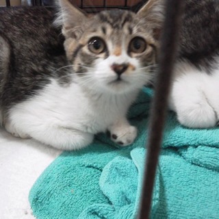 キジ白のかわいい女の子です