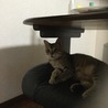 の写真