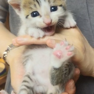 生後約１か月の男の子です