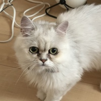 マロ
