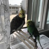 るーぴー
