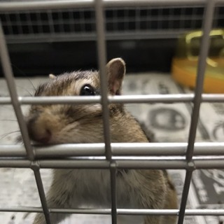 シマリスの里親募集