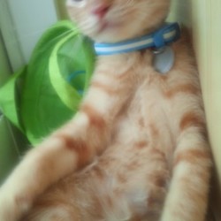 茶一、川ポチャ事件と二度目のワクチン接種