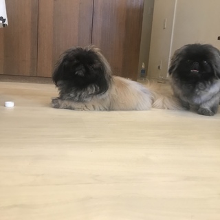 ペキニーズ姉妹トライアル決定