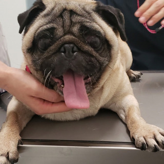 トライアル決定パグ ドレミちゃん