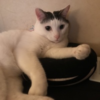 ごん