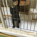 子猫ちゃんの里親様募集