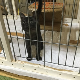 子猫ちゃんの里親様募集