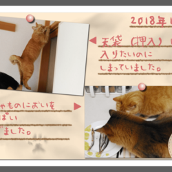 うちの猫たちのフォトアルバムを作りました（後編）