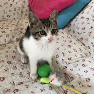 甘えん坊で賢いキジ白くん꙳★*ﾟ