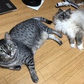 人懐こいラグドールとエジプシャンマウの女の子