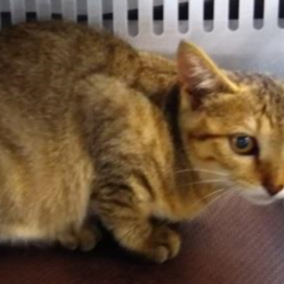 譲渡されました。