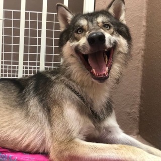 ウルフドッグ アラスカンマラミュート ハーフ