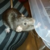 ラット　親オスメス、ベビー5 サムネイル4