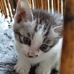 里親さん探しの子猫紹介❤️