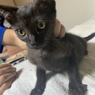 黒猫☆オス3匹