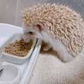 1歳8ヶ月のハリネズミ♂