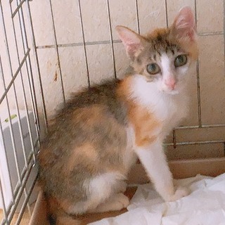 三毛猫、メス