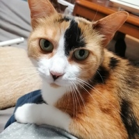 ミケロウ