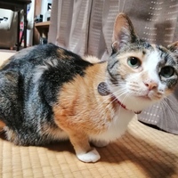 うり