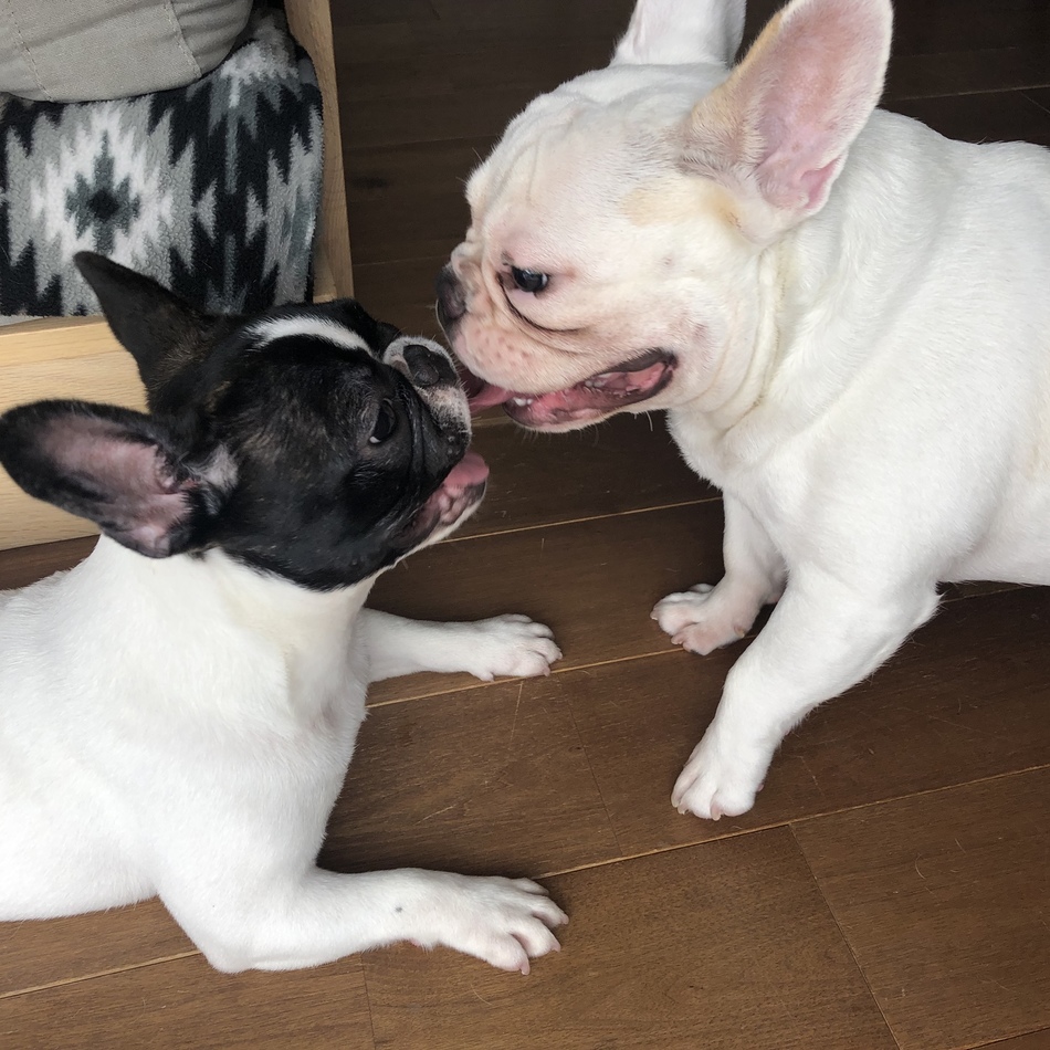 チョコのカバー写真