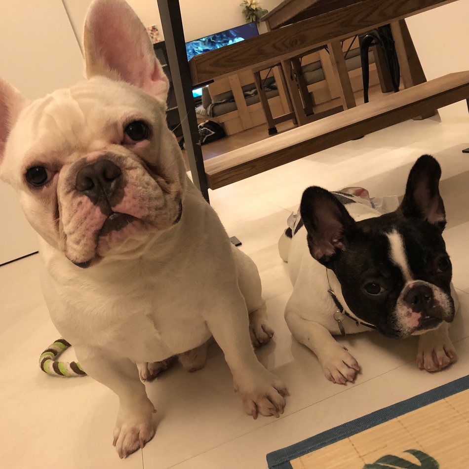 ししまるのカバー写真