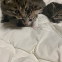 大大大至急です‼︎可愛い子猫の里親さん募集‼︎