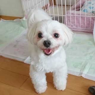 素敵な家族ができました、ありがとうございました♪