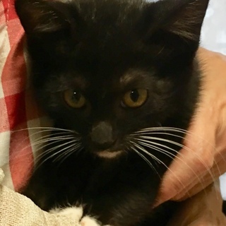 ２ヶ月の可愛い子猫