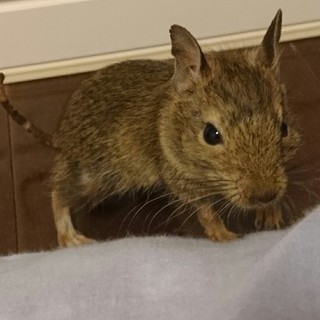 甘えん坊デグーさん里親募集中