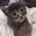 可愛い 1か月大子猫ちゃん兄弟