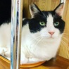 川口Cats(保護活動者)