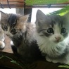 野良猫出身の我家の兄弟猫、保護したて頃の写真