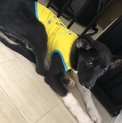 ４ヶ月齢♂中型〜大型犬